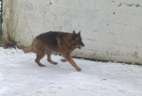 Alerta de Hallazgo Perro  Desconocido Merbes-le-Château Bélgica