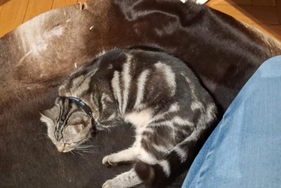 Alerta de Desaparición Gato  Macho , 1 años Saint-Sulpice Suiza