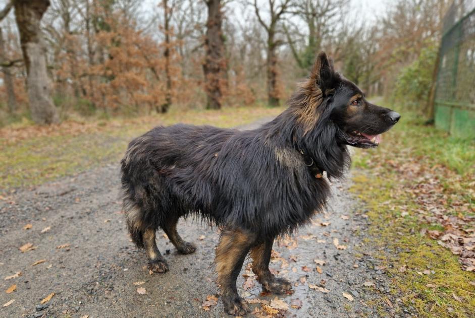 Alerta de Desaparición Perro  Macho , 6 años Poncins Francia