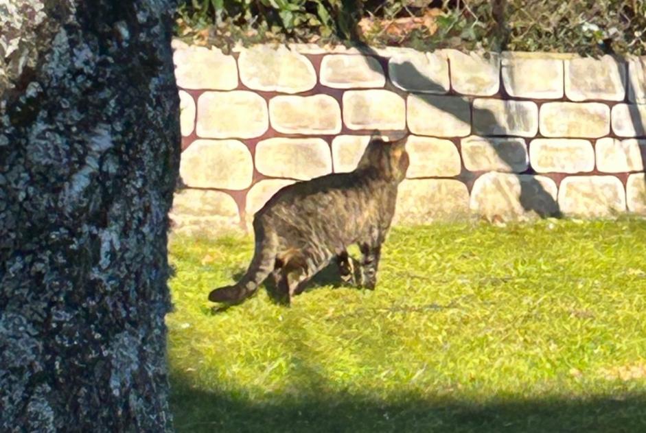 Alerta de Hallazgo Gato Desconocido Le Mont-sur-Lausanne Suiza