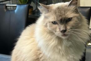 Alerta de Desaparición Gato  Macho , 6 años La Louvière Bélgica