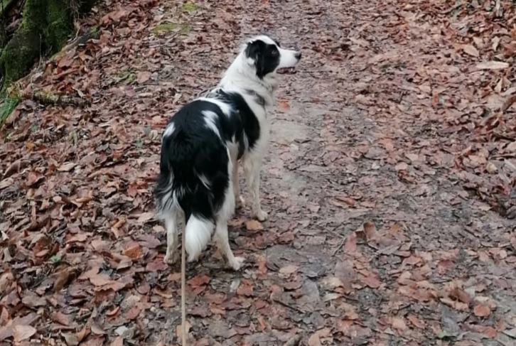 Alerta de Desaparición Perro  Hembra , 4 años Le Pont-de-Beauvoisin Francia