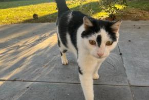 Alerta de Hallazgo Gato Desconocido Nyon Suiza