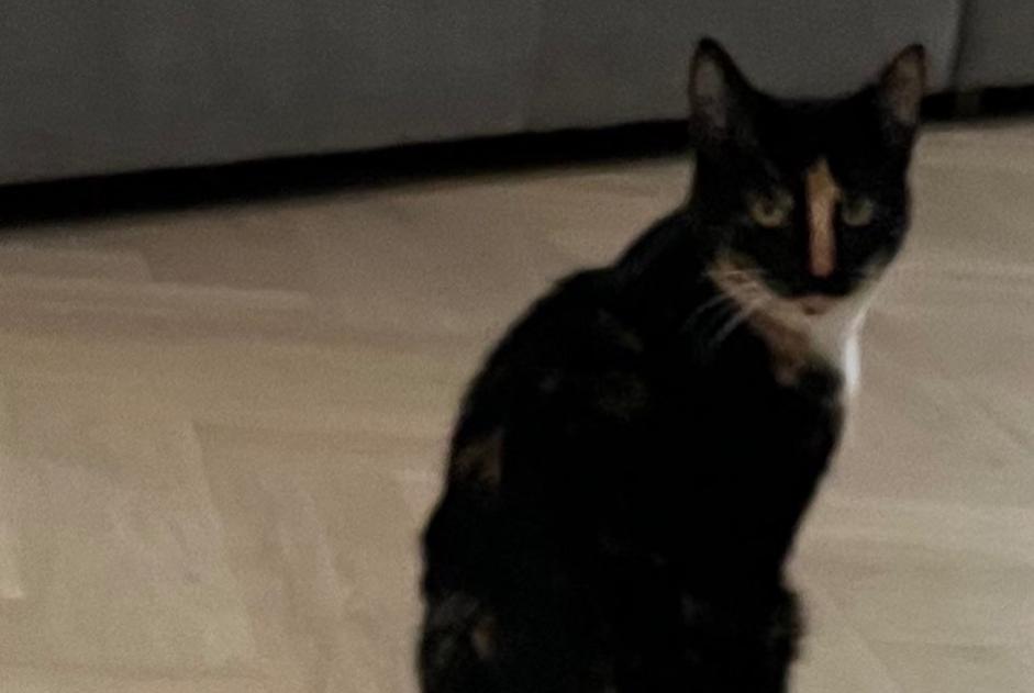 Alerta de Desaparición Gato Hembra , 2 años Rixensart Bélgica