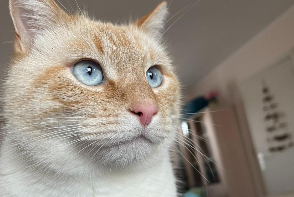 Alerta de Desaparición Gato  Macho , 3 años Honnelles Bélgica