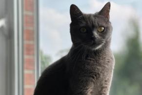 Alerta de Desaparición Gato  Hembra , 2 años Genk Bélgica