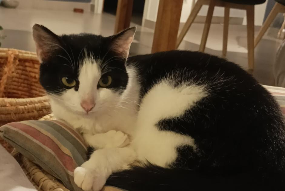 Alerta de Desaparición Gato  Hembra , 1 años Niort Francia