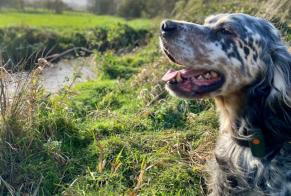 Alerta de Desaparición Perro  Macho , 11 años Plénée-Jugon Francia