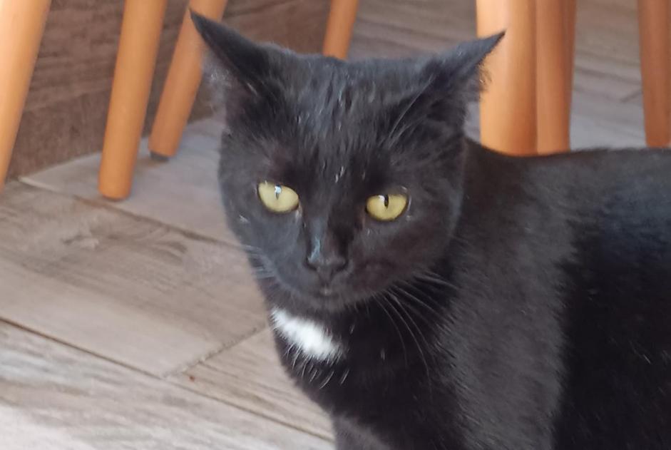 Alerta de Desaparición Gato cruce Hembra , 2 años Joze Francia