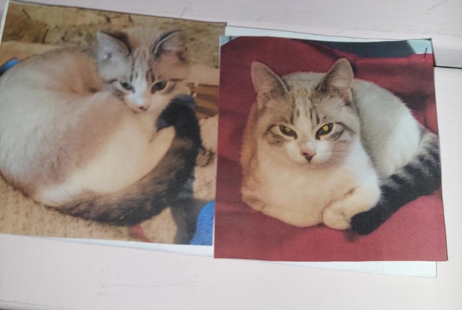 Alerta de Desaparición Gato  Hembra , 9 años Saint-Gence Francia