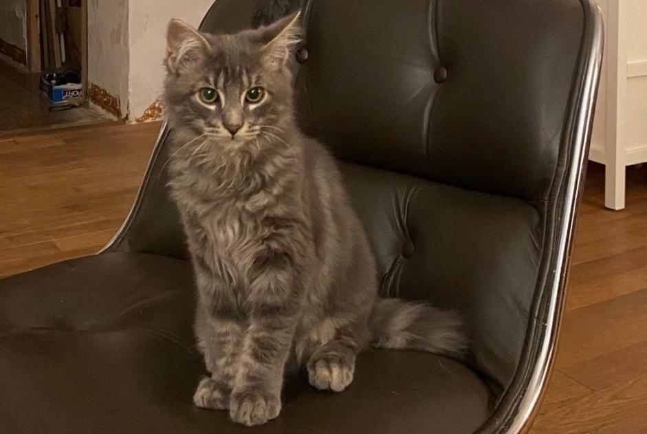 Alerta de Desaparición Gato cruce Macho , 1 años Nantes Francia