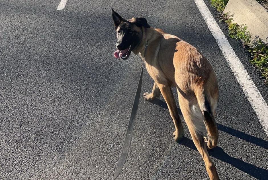 Alerta de Desaparición Perro cruce Hembra , 1 años Perpignan Francia