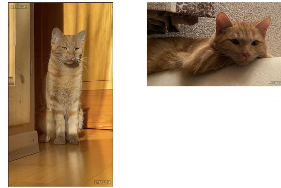 Alerta de Desaparición Gato Macho , 2 años Martigny Suiza