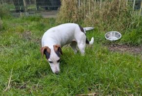 Alerta de Desaparición Perro  Hembra , 3 años Brains-sur-les-Marches Francia