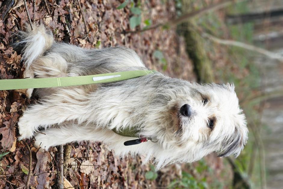 Alerta de Desaparición Perro Macho , 1 años Namur Bélgica