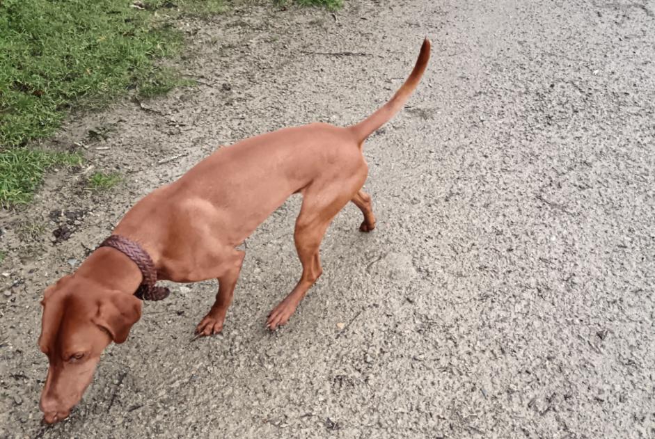 Alerta de Hallazgo Perro  Macho Auray Francia