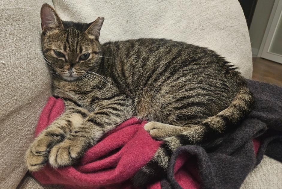 Alerta de Desaparición Gato Macho , 5 años Wancourt Francia