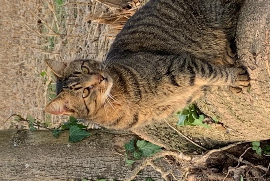 Alerta de Desaparición Gato  Macho , 13 años Anglet Francia