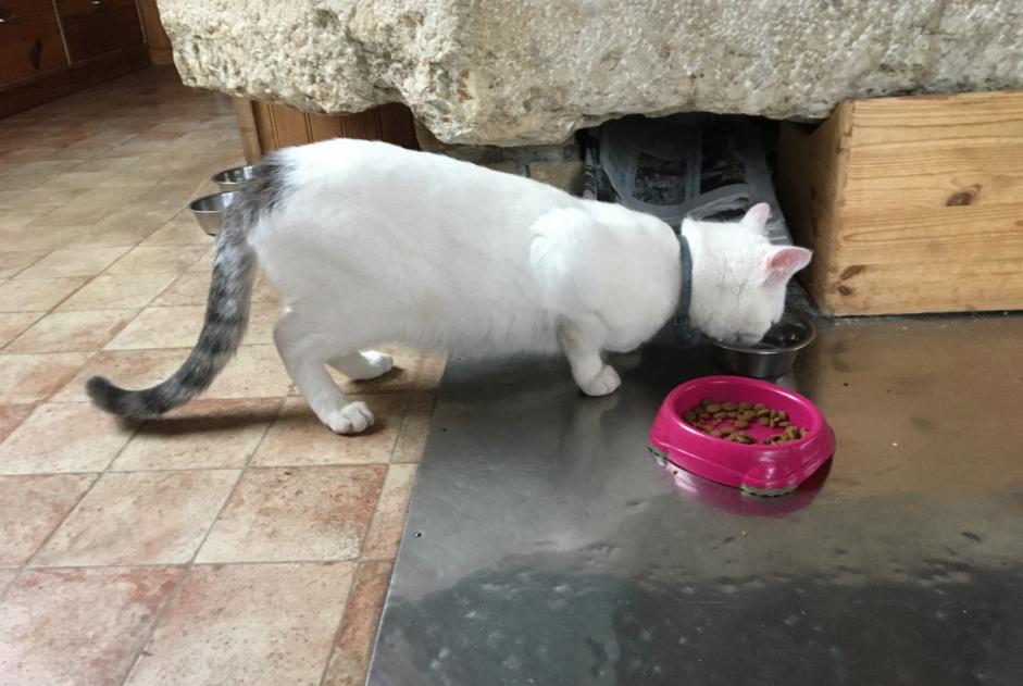 Alerta de Hallazgo Gato Macho Fournet-Blancheroche Francia