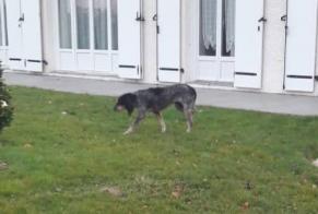 Alerta de Hallazgo Perro  Desconocido Poey-de-Lescar Francia