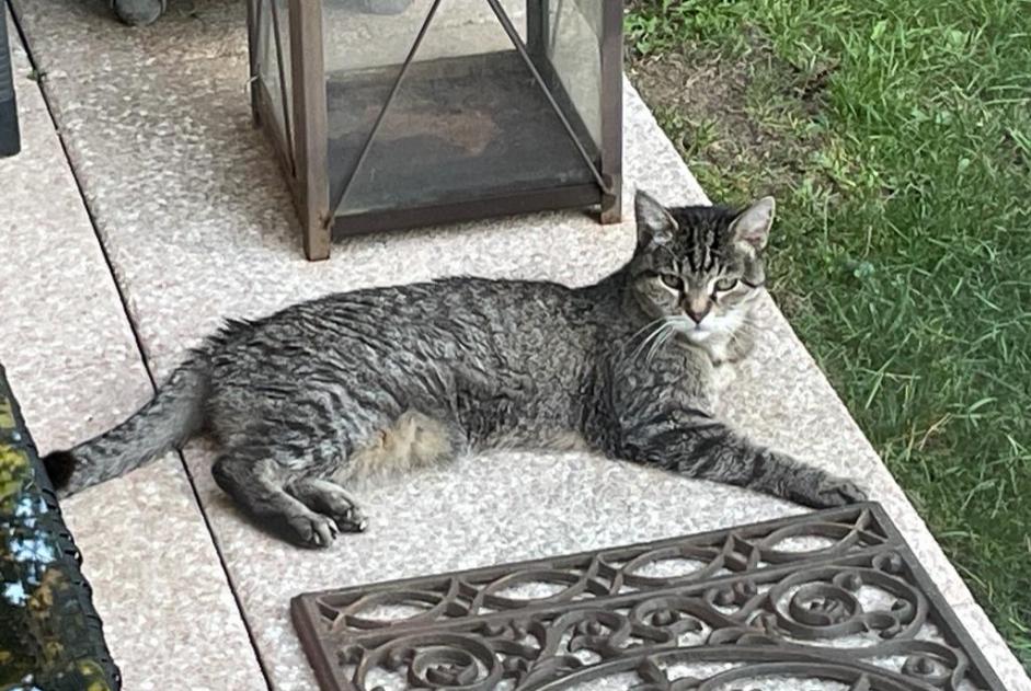 Alerta de Desaparición Gato Hembra , 20 años Thônex Suiza