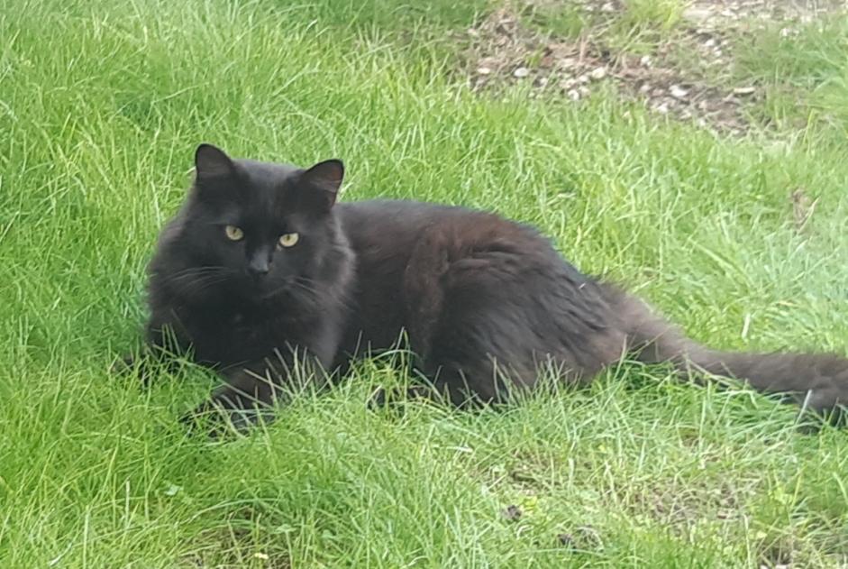 Alerta de Desaparición Gato  Macho , 5 años Valence Francia