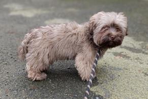 Alerta de Hallazgo Perro  Macho La Guerche-de-Bretagne Francia