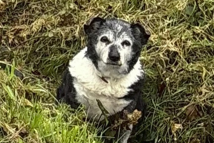 Alerta de Hallazgo Perro  Desconocido Colpo Francia