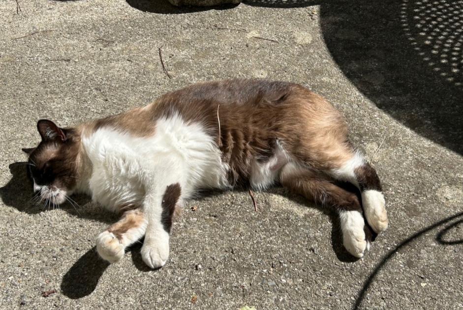 Alerta de Desaparición Gato cruce Macho , 11 años Montgeard Francia