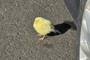 Alerta de Hallazgo Pájaro Desconocido Chamalières Francia