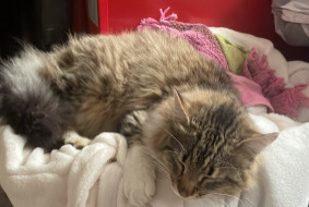 Alerta de Desaparición Gato Macho , 2 años Corcelles-près-Payerne Suiza