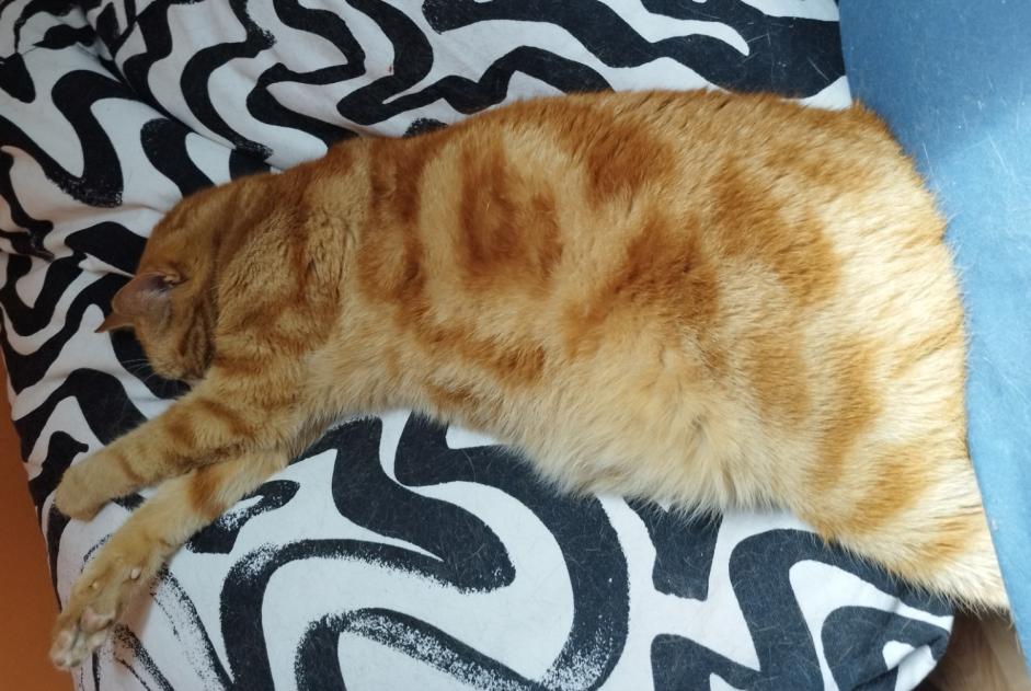 Alerta de Desaparición Gato Macho , 7 años Orléans Francia