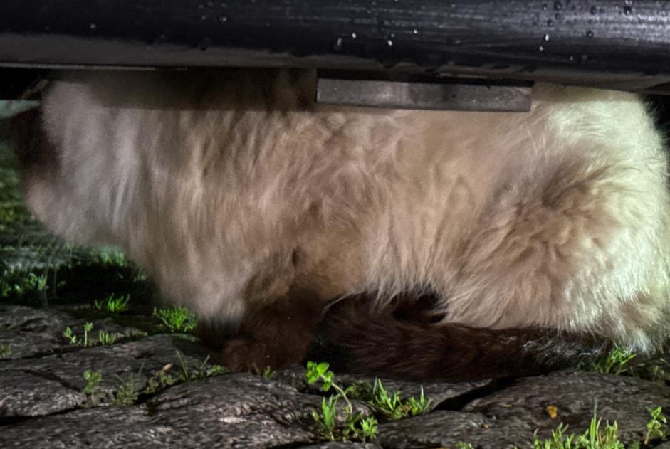 Alerta de Hallazgo Gato  Desconocido , 3 años Porto Portugal