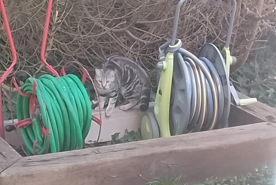 Alerta de Hallazgo Gato Desconocido Pau Francia