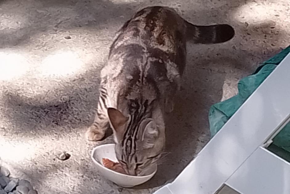 Alerta de Hallazgo Gato Desconocido Pau Francia