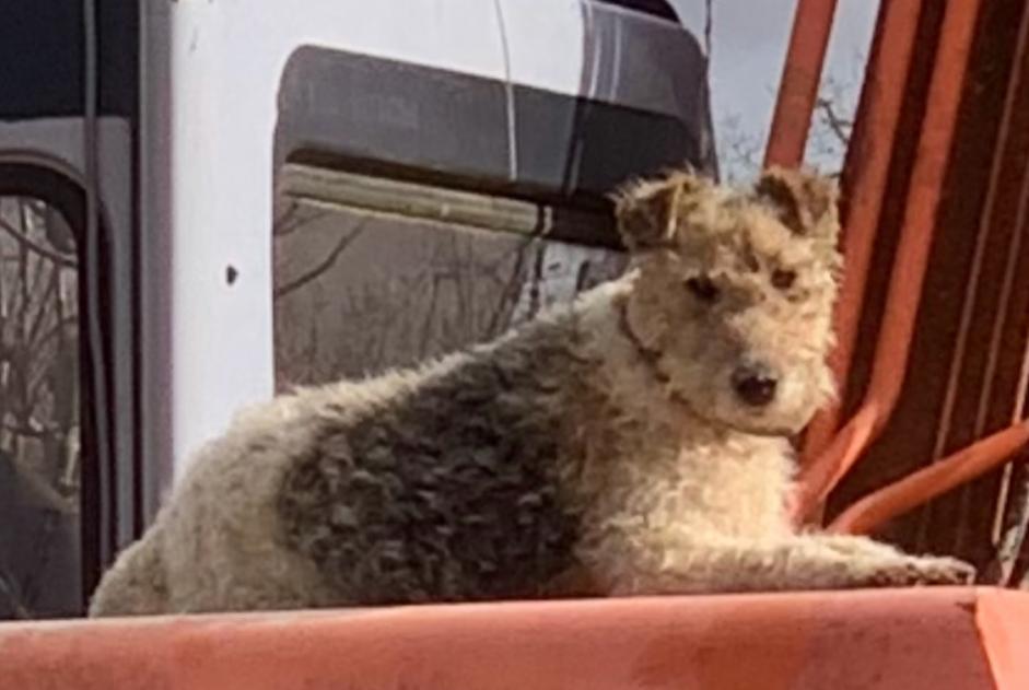 Alerta de Desaparición Perro  Macho , 3 años Gondrin Francia