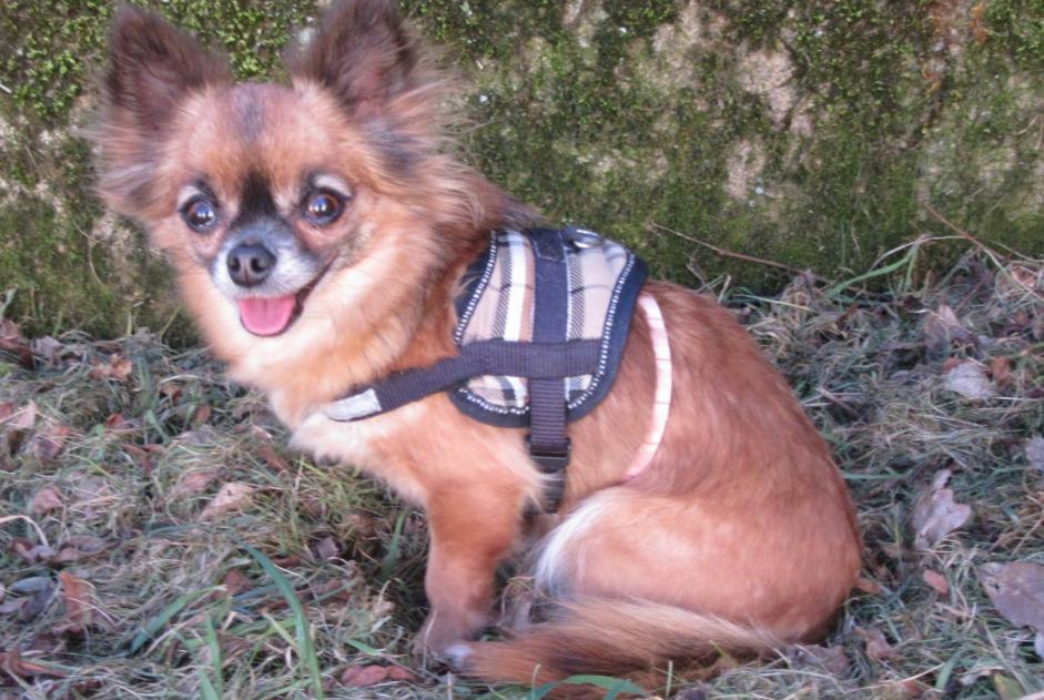 Alerta de Desaparición Perro  Hembra , 7 años Mantes-la-Ville Francia