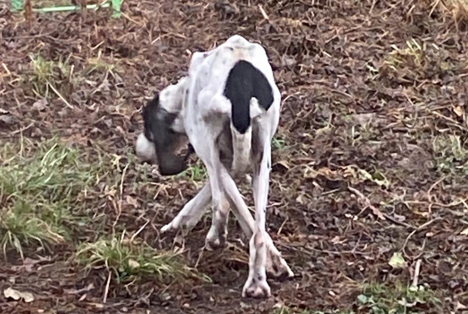 Alerta de Hallazgo Perro Desconocido Cuzieu Francia