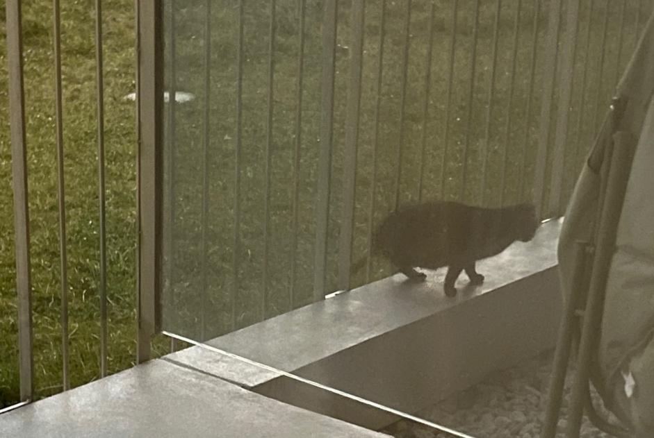 Alerta de Hallazgo Gato Desconocido Sion Suiza