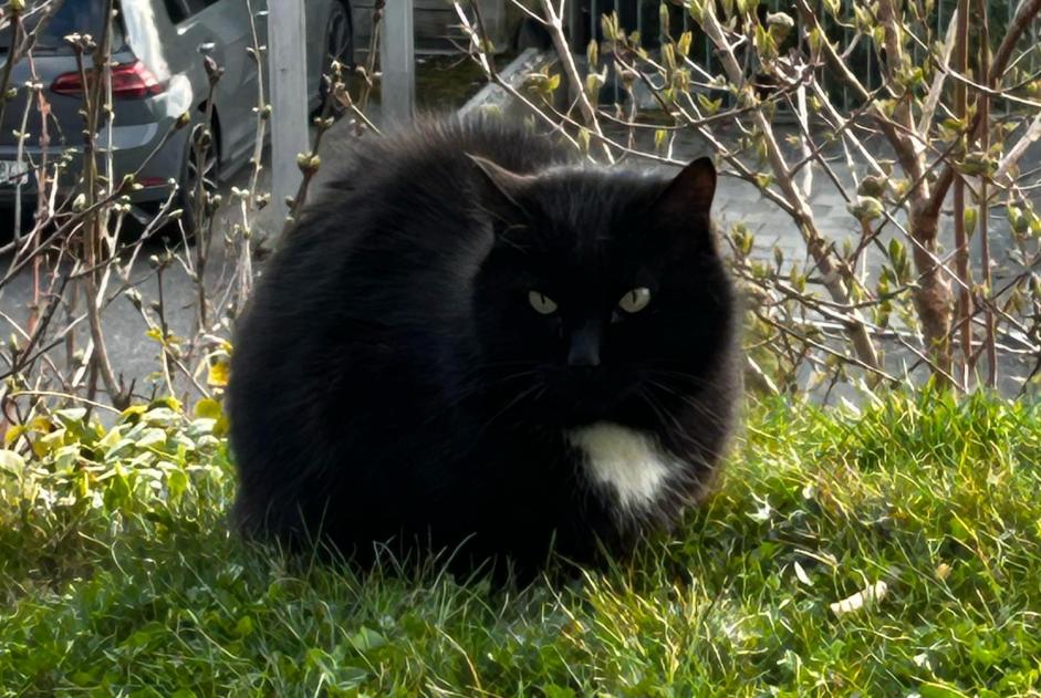 Alerta de Hallazgo Gato Desconocido Blonay - Saint-Légier Suiza