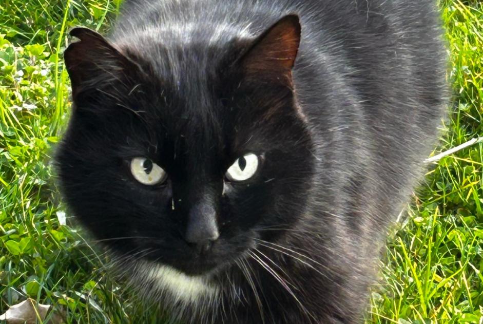 Alerta de Hallazgo Gato Desconocido Blonay - Saint-Légier Suiza