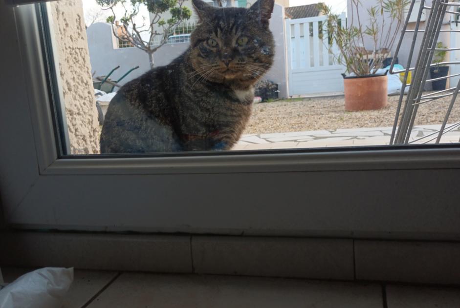 Alerta de Hallazgo Gato Desconocido Narbonne Francia