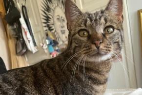 Alerta de Hallazgo Gato  Macho Yverdon-les-Bains Suiza