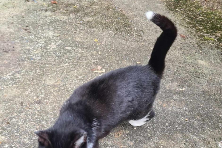 Alerta de Hallazgo Gato Desconocido Croutelle Francia