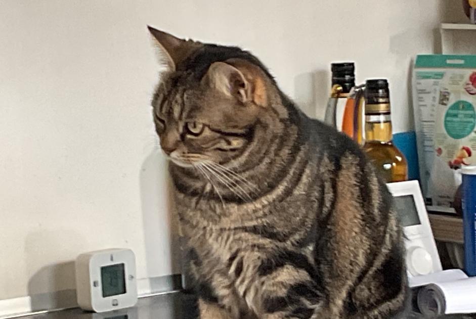 Alerta de Desaparición Gato cruce Hembra , 3 años Sannois Francia