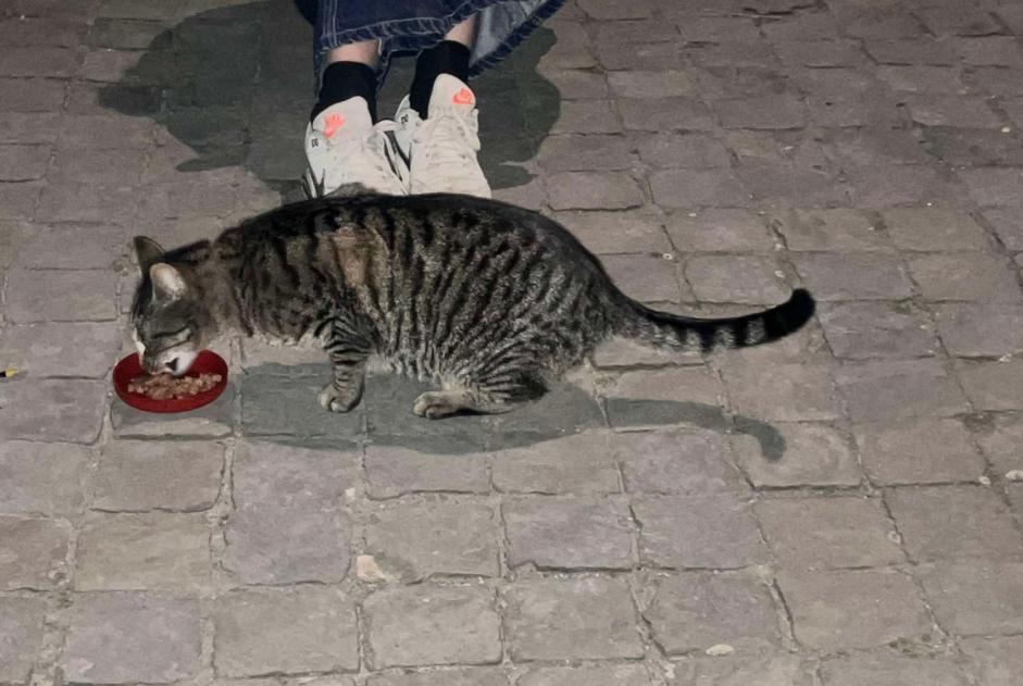 Alerta de Hallazgo Gato Macho Liège Bélgica