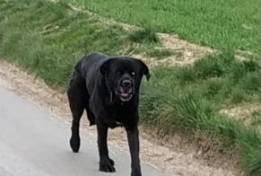 Alerta de Hallazgo Perro Desconocido Dives Francia