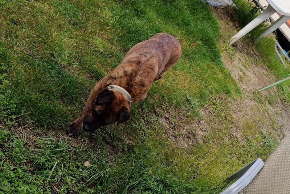 Alerta de Hallazgo Perro Hembra Saint-Maximin Francia