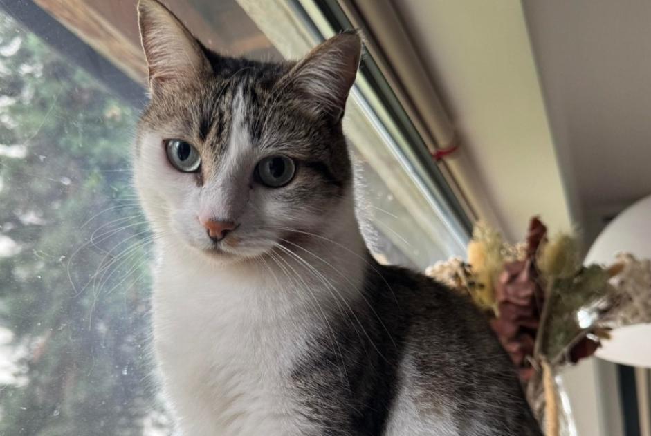 Alerta de Desaparición Gato Hembra , 4 años Gagnac-sur-Garonne Francia