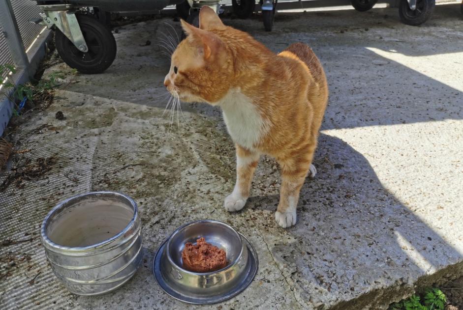 Chat Trouve Champigny Sur Marne Pet Alert Val De Marne 94 Petalert France